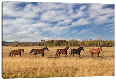 Horses Just Outside, Grand Teton National Park, Wyoming Canvas Art Print - Wyoming Art