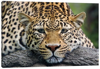 Leopard Resting Facing Forward, Captive Animal. Canvas Art Print - Wild Cat Art