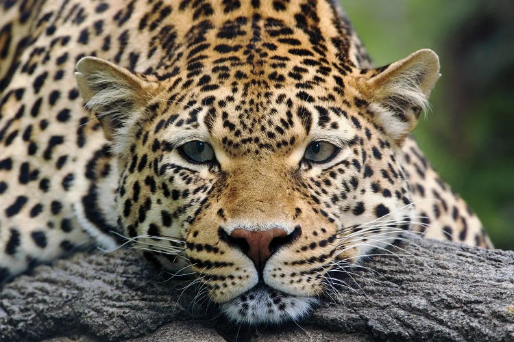 Leopard Resting Facing Forward, Captive Animal.