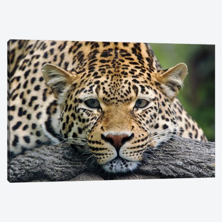 Leopard Resting Facing Forward, Captive Animal. Canvas Print #AJO159} by Adam Jones Canvas Art Print