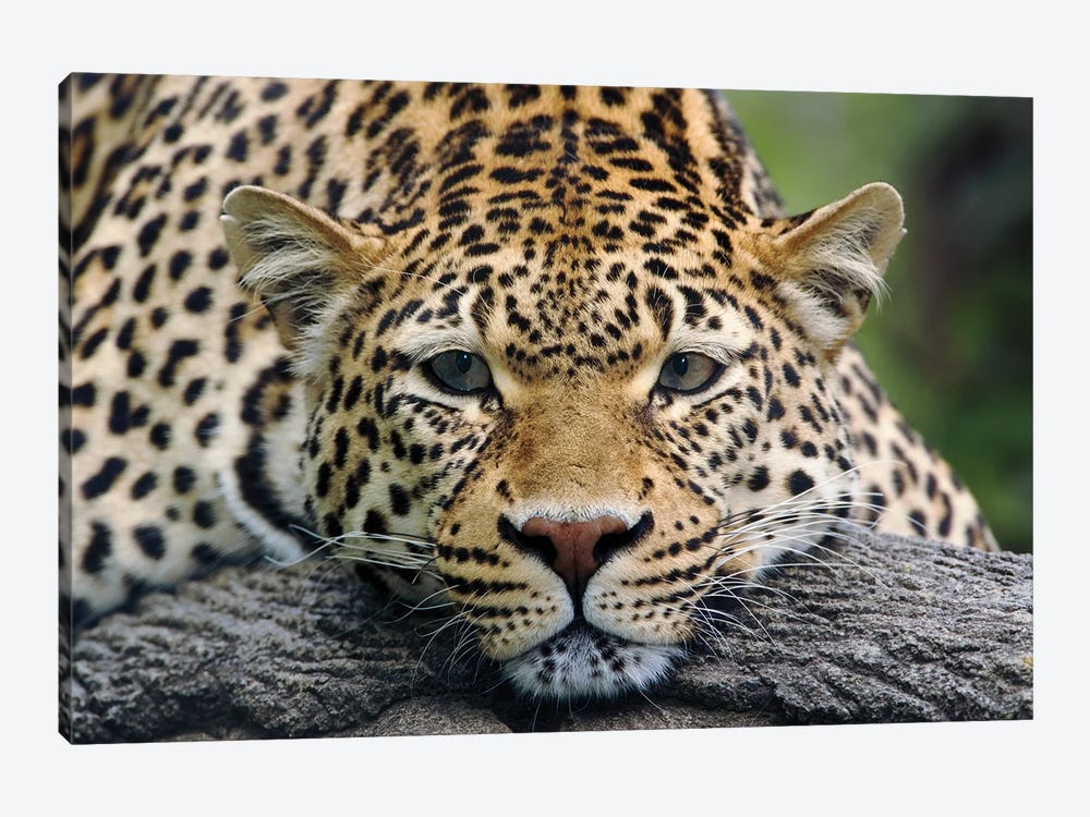 Leopard Resting Facing Forward, Captive Animal. by Adam Jones 1-piece Art Print