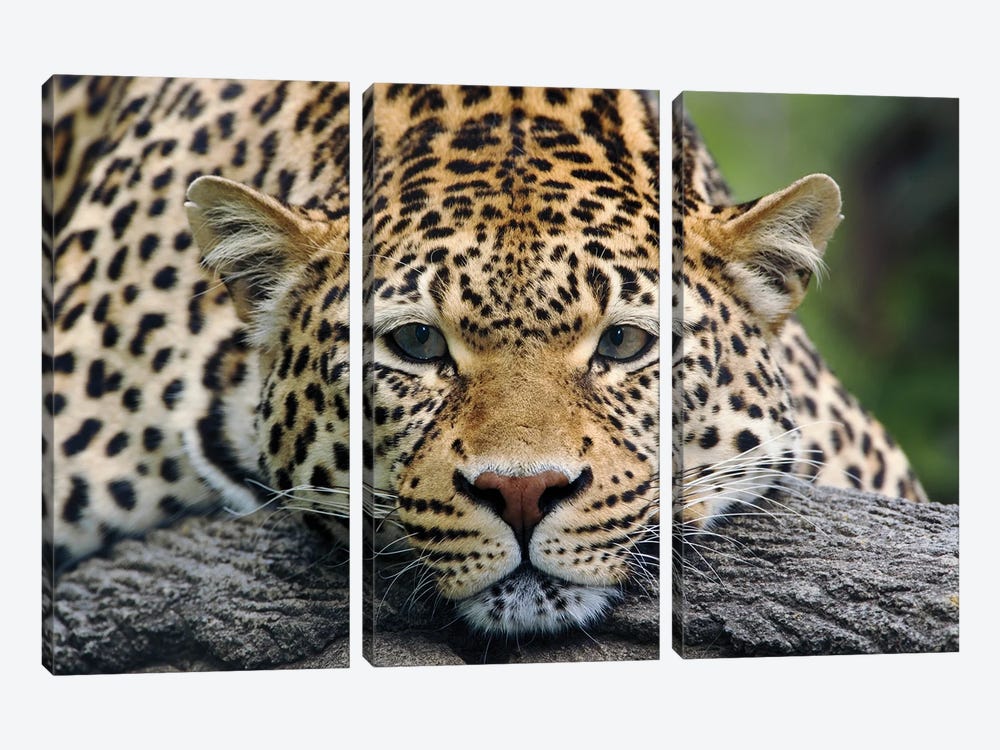 Leopard Resting Facing Forward, Captive Animal. by Adam Jones 3-piece Canvas Art Print