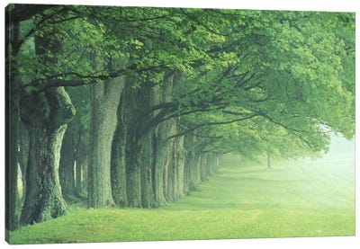 Stately Row Of Trees, Kentucky, USA Canvas Art Print - Adam Jones