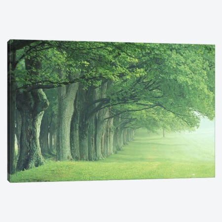 Stately Row Of Trees, Kentucky, USA Canvas Print #AJO15} by Adam Jones Canvas Art