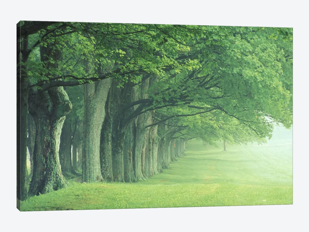 Stately Row Of Trees, Kentucky, USA by Adam Jones 1-piece Canvas Print