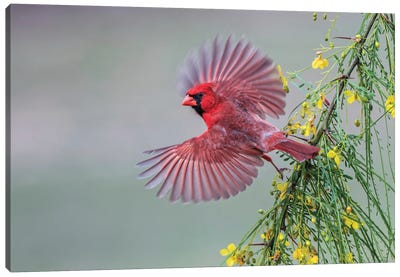 Male Cardinal Flying, Rio Grande Valley, Texas Canvas Art Print - Adam Jones
