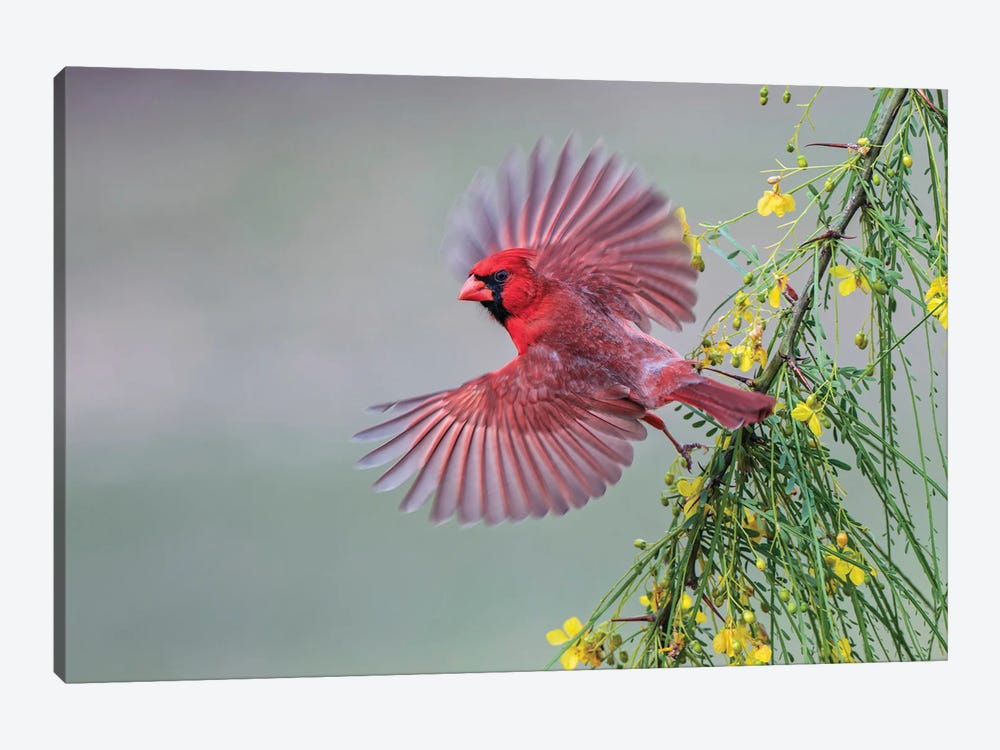Male Cardinal Flying, Rio Grande Valley, Texas by Adam Jones 1-piece Art Print