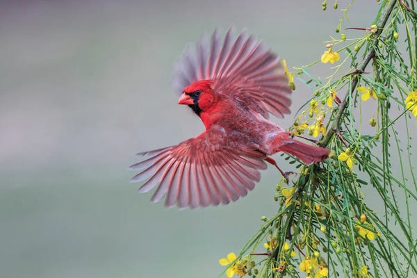 Cardinals: Male Cardinal Flying, Rio Grande Valley, Texas by Adam Jones