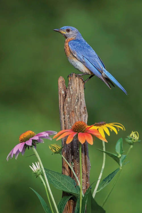 Male Eastern Bluebird On Old Fence Post With Cone Flowers