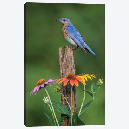 Male Eastern Bluebird On Old Fence Post With Cone Flowers Canvas Print #AJO161} by Adam Jones Canvas Art