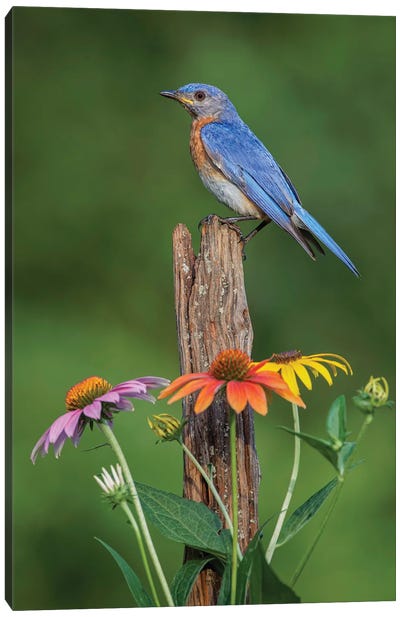 Male Eastern Bluebird On Old Fence Post With Cone Flowers Canvas Art Print - Adam Jones
