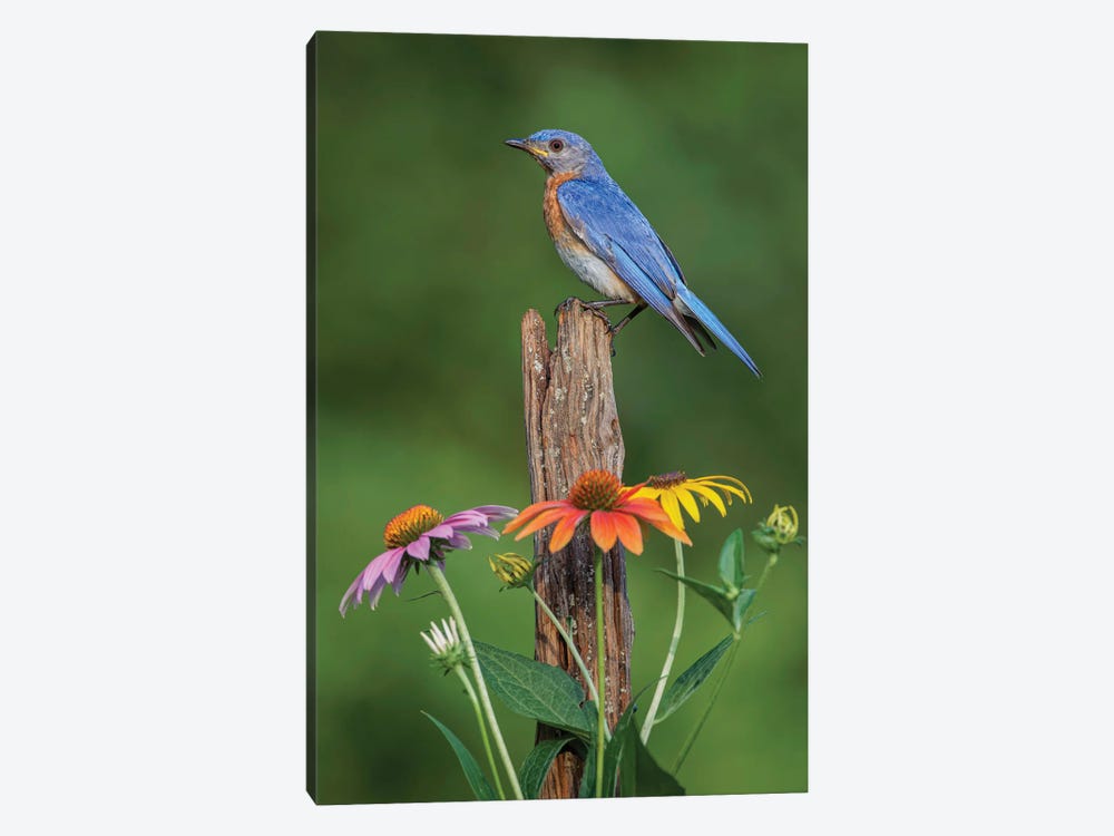 Male Eastern Bluebird On Old Fence Post With Cone Flowers by Adam Jones 1-piece Canvas Artwork