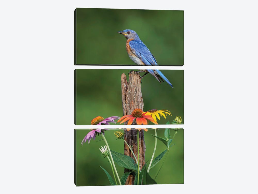 Male Eastern Bluebird On Old Fence Post With Cone Flowers by Adam Jones 3-piece Canvas Artwork