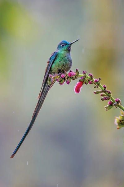 Ecuador: Male Long-Tailed Sylph, Ecuador. by Adam Jones