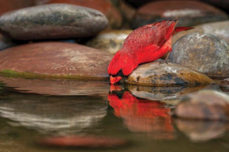 Male Northern Cardinal Drinking From Small Pond In Desert. Rio Grande Valley, Texas