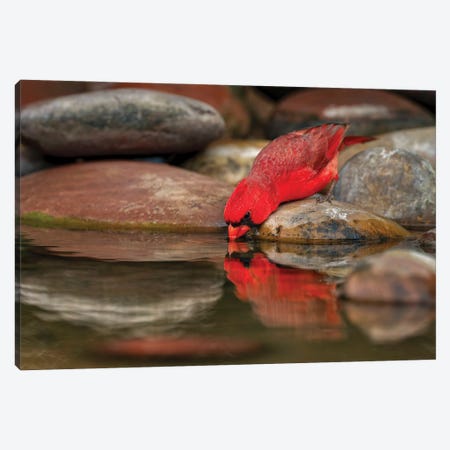 Male Northern Cardinal Drinking From Small Pond In Desert. Rio Grande Valley, Texas Canvas Print #AJO163} by Adam Jones Canvas Artwork