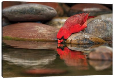 Male Northern Cardinal Drinking From Small Pond In Desert. Rio Grande Valley, Texas Canvas Art Print - Adam Jones