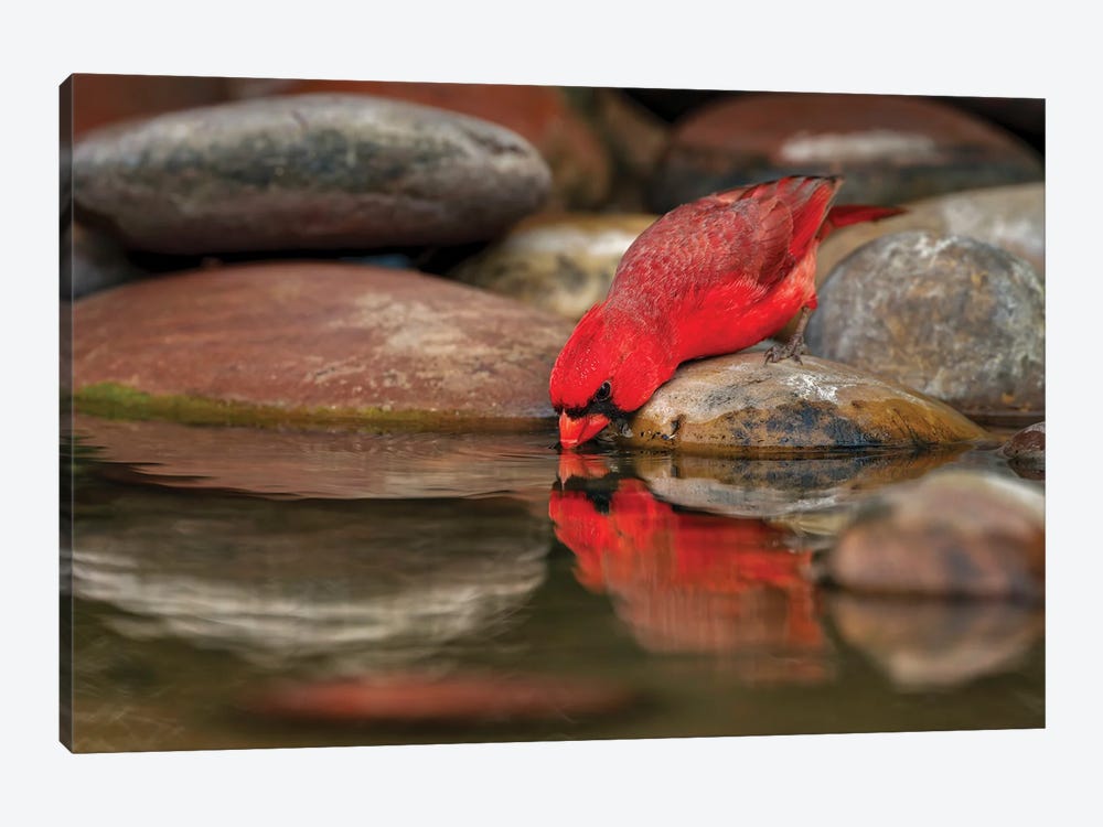 Male Northern Cardinal Drinking From Small Pond In Desert. Rio Grande Valley, Texas by Adam Jones 1-piece Canvas Artwork