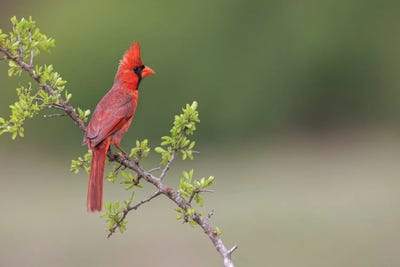 Male Northern Cardinal. Rio Grande Valley, Texas by Adam Jones canvas print