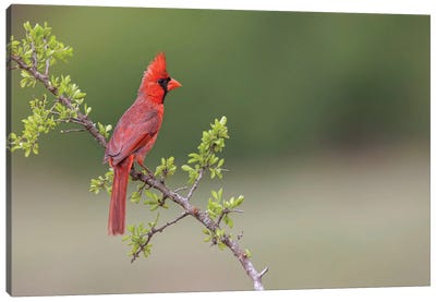 Male Northern Cardinal. Rio Grande Valley, Texas Canvas Art Print - Cardinal Art