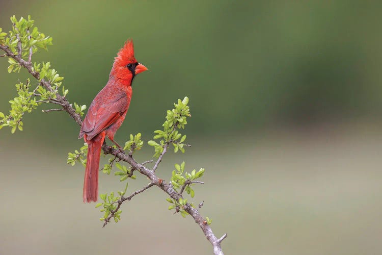 Male Northern Cardinal. Rio Grande Valley, Texas