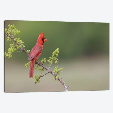 Male Northern Cardinal. Rio Grande Valley, Texas Canvas Print #AJO164} by Adam Jones Art Print