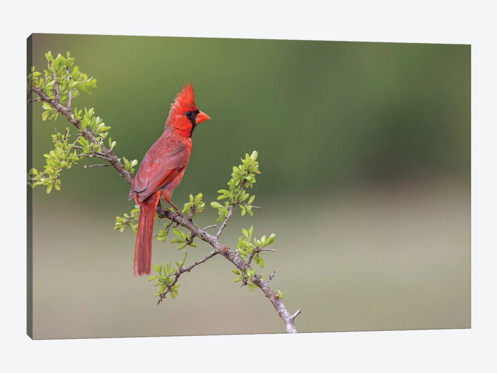 Male Northern Cardinal. Rio Grande Valley, Texas by Adam Jones 1-piece Canvas Print