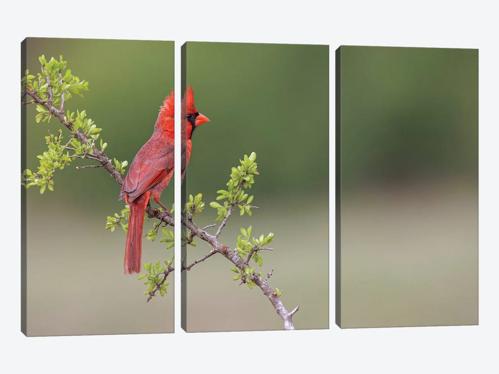 Male Northern Cardinal. Rio Grande Valley, Texas by Adam Jones 3-piece Canvas Print