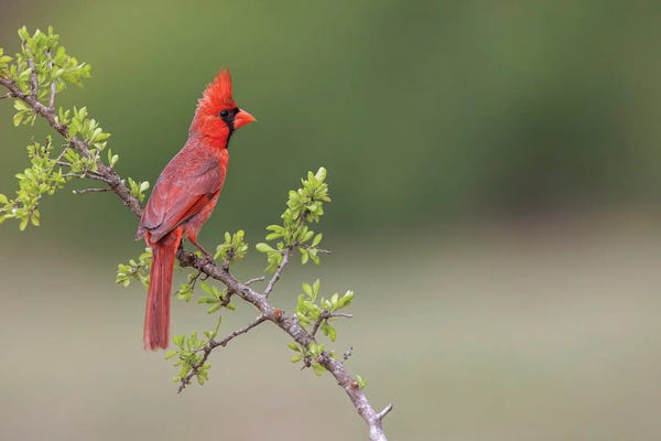 Cardinals: Male Northern Cardinal. Rio Grande Valley, Texas by Adam Jones