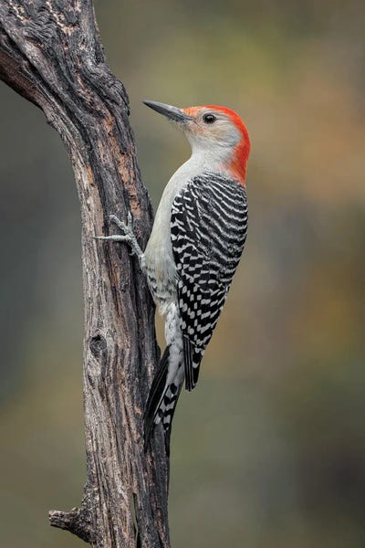 Kentucky: Male Red-Bellied Woodpecker In Autumn, Kentucky by Adam Jones