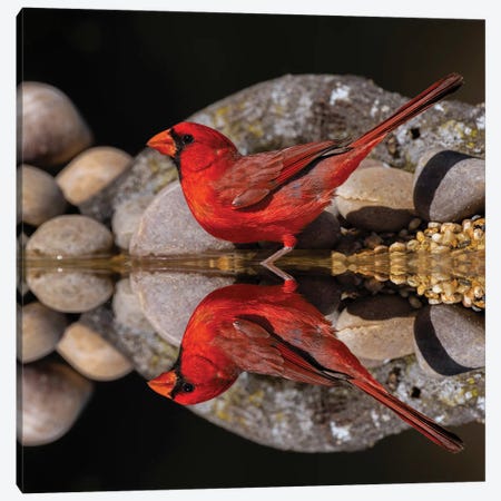 Northern Cardinal And Mirror Reflection On Small Pond. Rio Grande Valley, Texas Canvas Print #AJO169} by Adam Jones Canvas Art