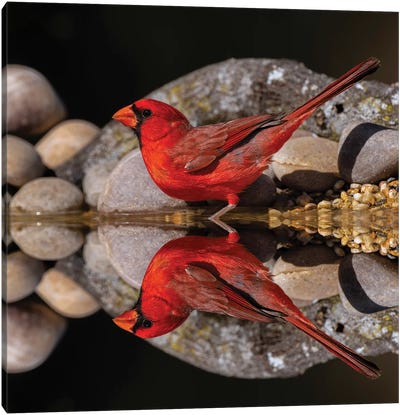 Northern Cardinal And Mirror Reflection On Small Pond. Rio Grande Valley, Texas Canvas Art Print - Adam Jones