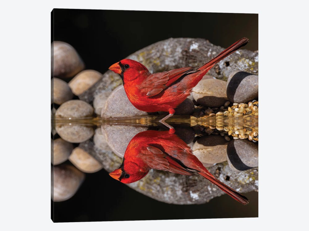 Northern Cardinal And Mirror Reflection On Small Pond. Rio Grande Valley, Texas by Adam Jones 1-piece Canvas Wall Art