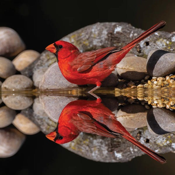 Cardinals: Northern Cardinal And Mirror Reflection On Small Pond. Rio Grande Valley, Texas by Adam Jones