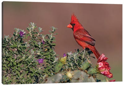 Northern Cardinal. Rio Grande Valley, Texas Canvas Art Print - Adam Jones
