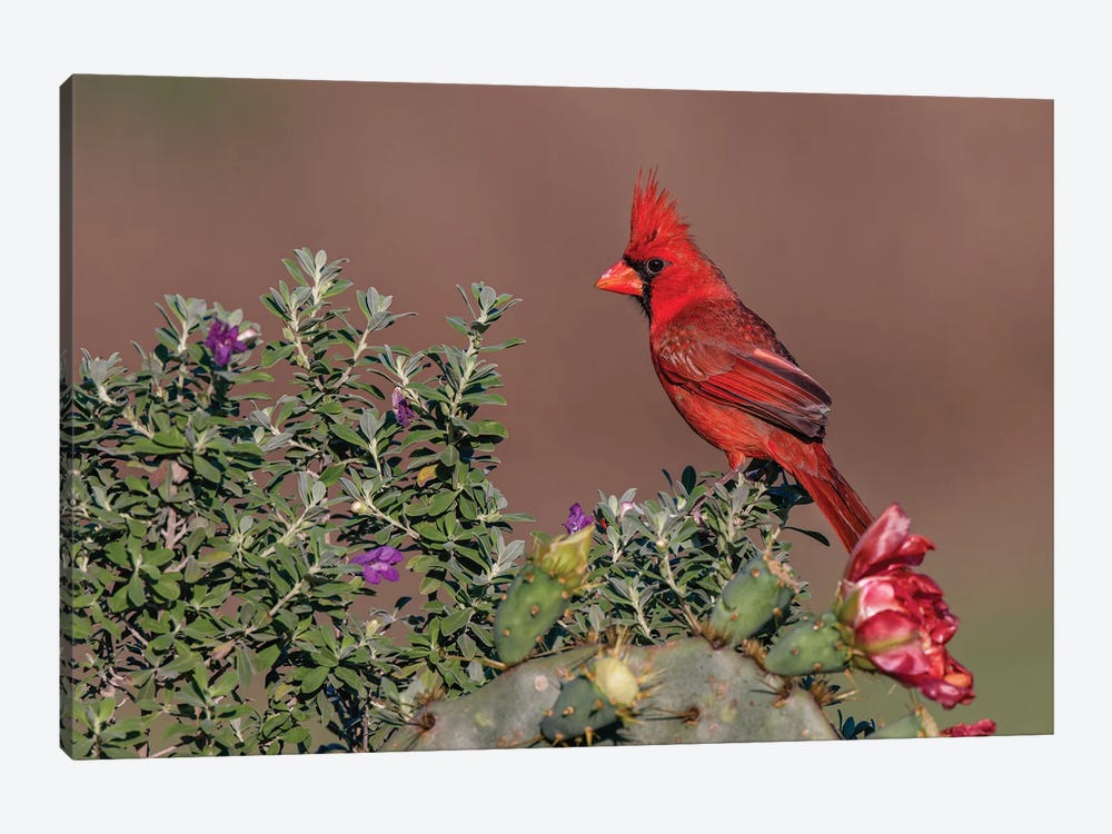 Northern Cardinal. Rio Grande Valley, Texas by Adam Jones 1-piece Canvas Art