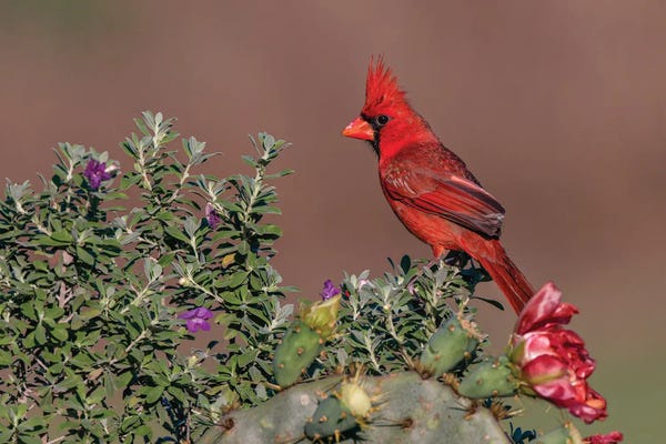 Fine Art Print: Northern Cardinal. Rio Grande Valley, Texas by Adam Jones