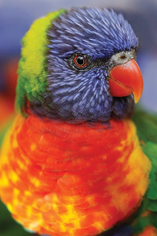 Rainbow Lorikeet, Native To Australia by Adam Jones wall art