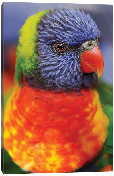 Rainbow Lorikeet, Native To Australia Canvas Art Print - Adam Jones