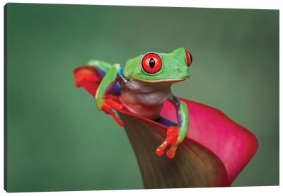 Red-Eyed Tree Frog Canvas Art Print - Adam Jones