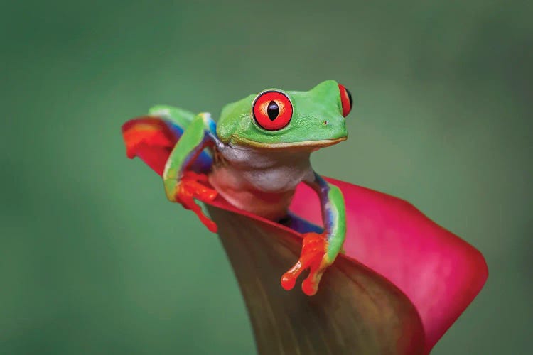 Red-Eyed Tree Frog