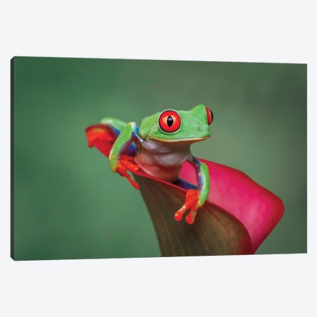 Red-Eyed Tree Frog Canvas Print #AJO173} by Adam Jones Art Print