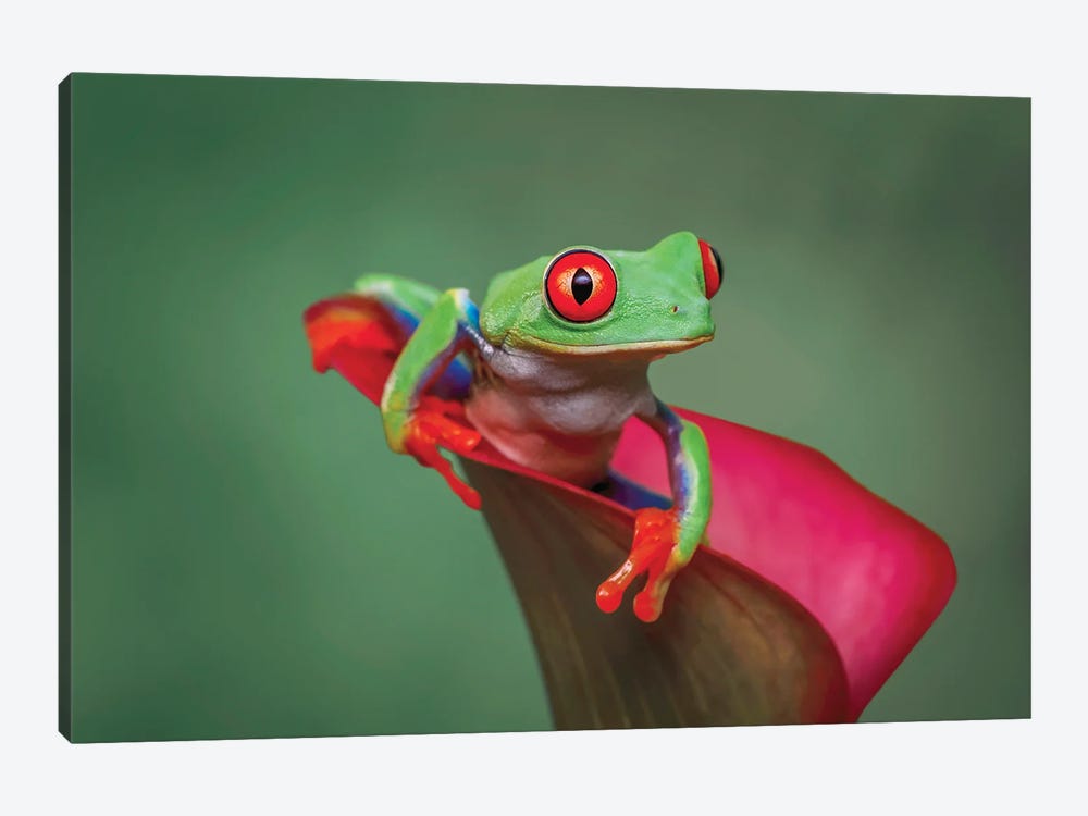 Red-Eyed Tree Frog by Adam Jones 1-piece Canvas Print