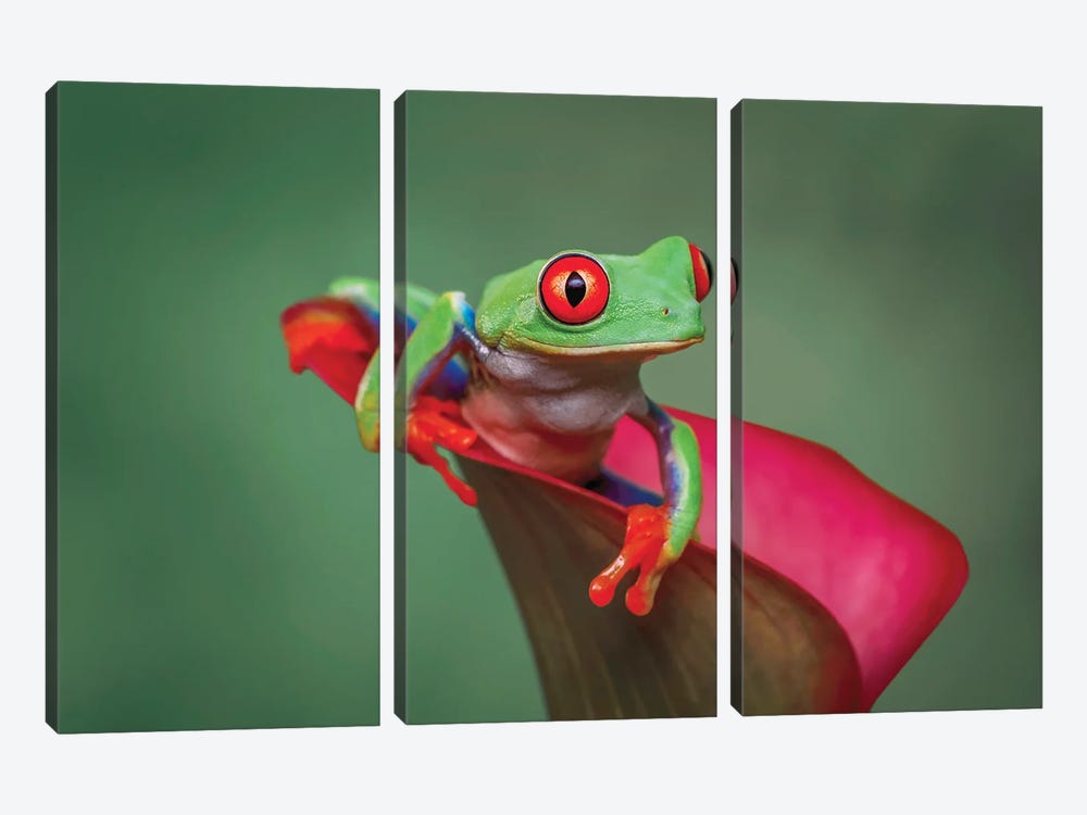 Red-Eyed Tree Frog by Adam Jones 3-piece Canvas Art Print