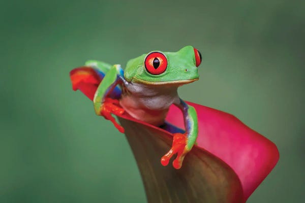 Frogs: Red-Eyed Tree Frog by Adam Jones
