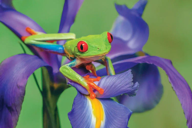 Red-Eyed Tree Frog Climbing On Iris Flower.