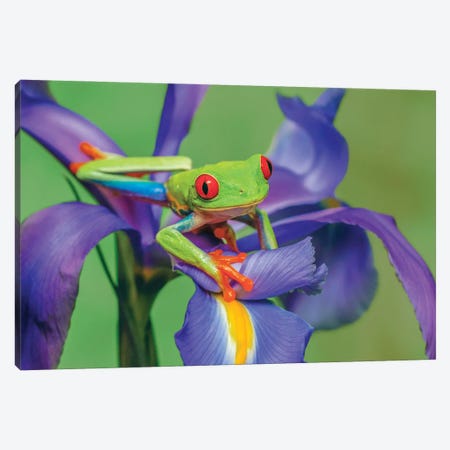 Red-Eyed Tree Frog Climbing On Iris Flower. Canvas Print #AJO174} by Adam Jones Canvas Artwork