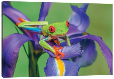 Red-Eyed Tree Frog Climbing On Iris Flower. Canvas Art Print - Frog Art