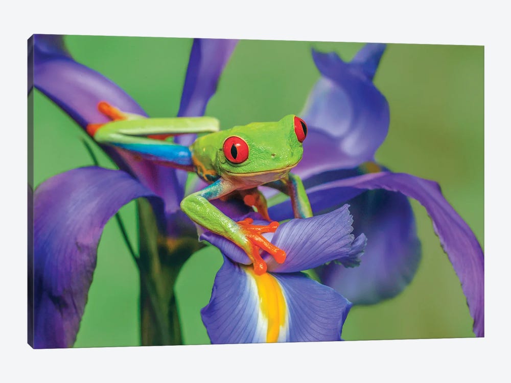 Red-Eyed Tree Frog Climbing On Iris Flower. by Adam Jones 1-piece Canvas Wall Art