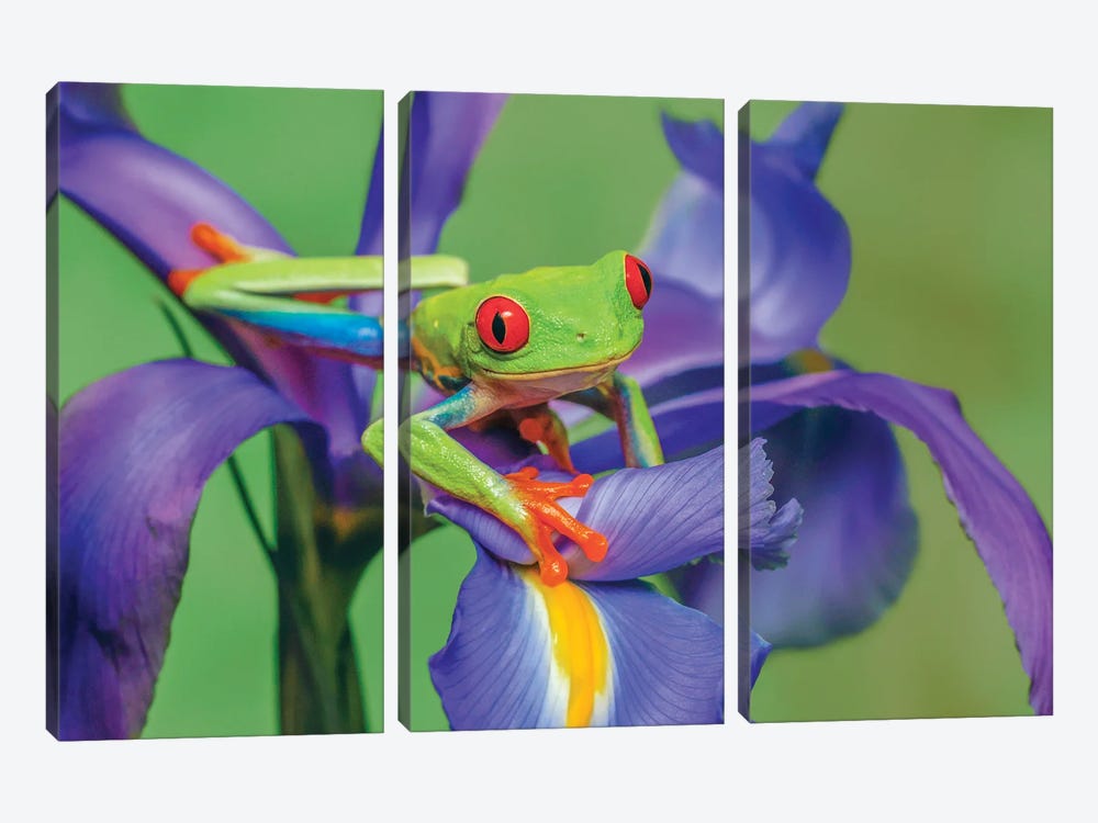 Red-Eyed Tree Frog Climbing On Iris Flower. by Adam Jones 3-piece Canvas Artwork